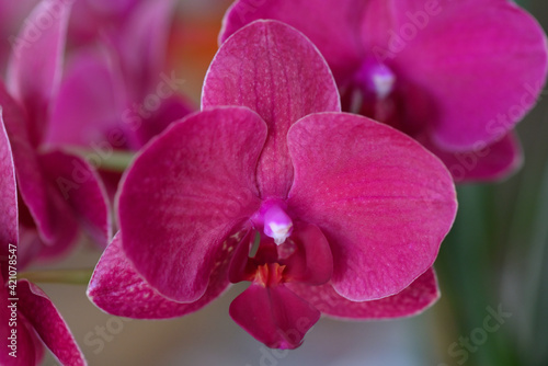 orchid  e