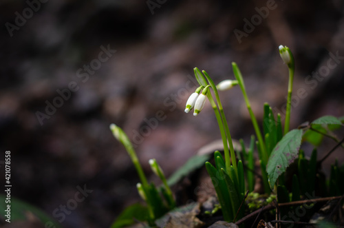 buds of snowflakes on a dark background growing in the woods