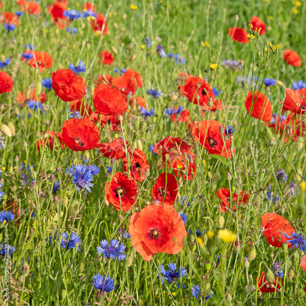 Fototapeta premium Wildblumen am Feldrand im Sommer