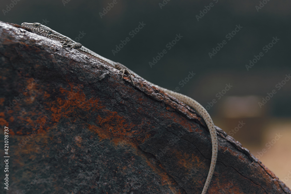 lizard camouflage abandoned industrial area lizard camouflage abandoned industrial area