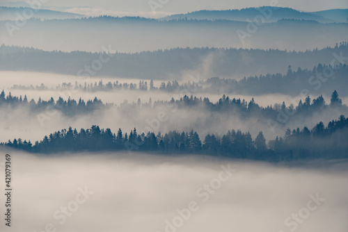 Fototapeta Las w mgle