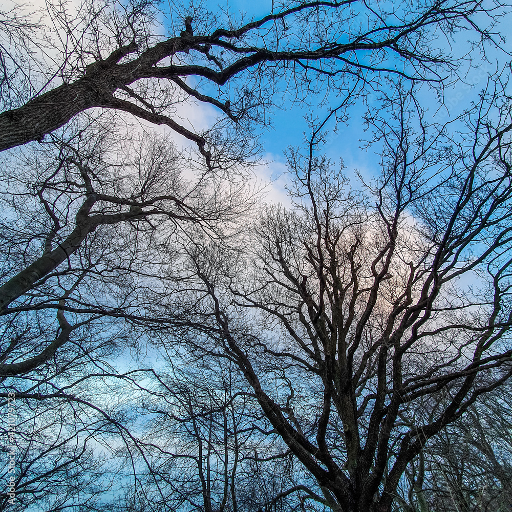 Leafless tree branches against the sky. View from below. Leafless tree branches against the sky. View from below.
