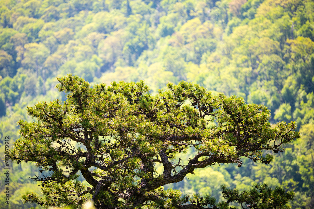 Blue Ridge mountains in Shenandoah park, Virginia in summer with green foliage on lone one cedar pine tree on cliff with mountain forest in blurry background