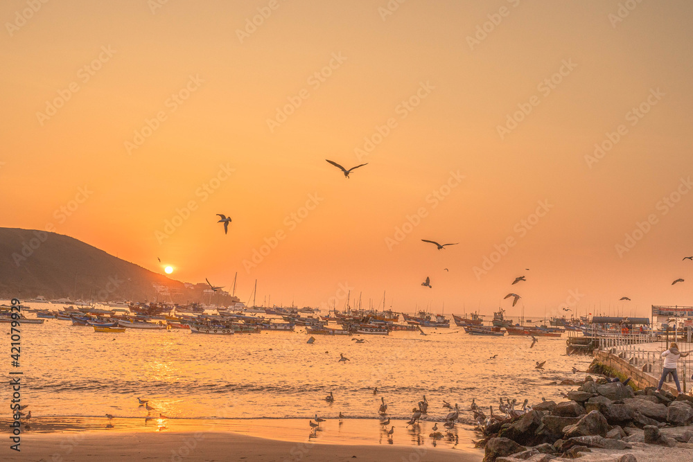 playa, ocasos, aves marinas, playas, botes, yates, surfers, vida marina playa, ocasos, aves marinas, playas, botes, yates, surfers, vida marina