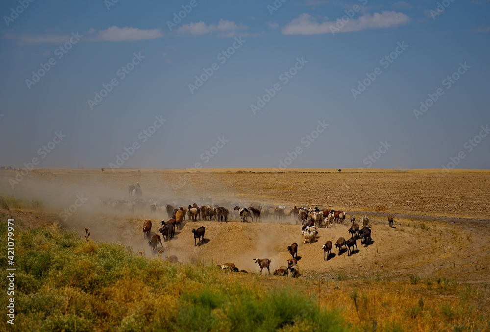 Kazakhstan. A flock of goats graze in the dusty dried steppes near Lake Balkhash.