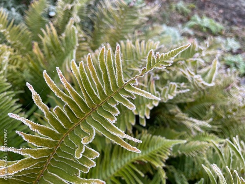 A frost covered sword fern