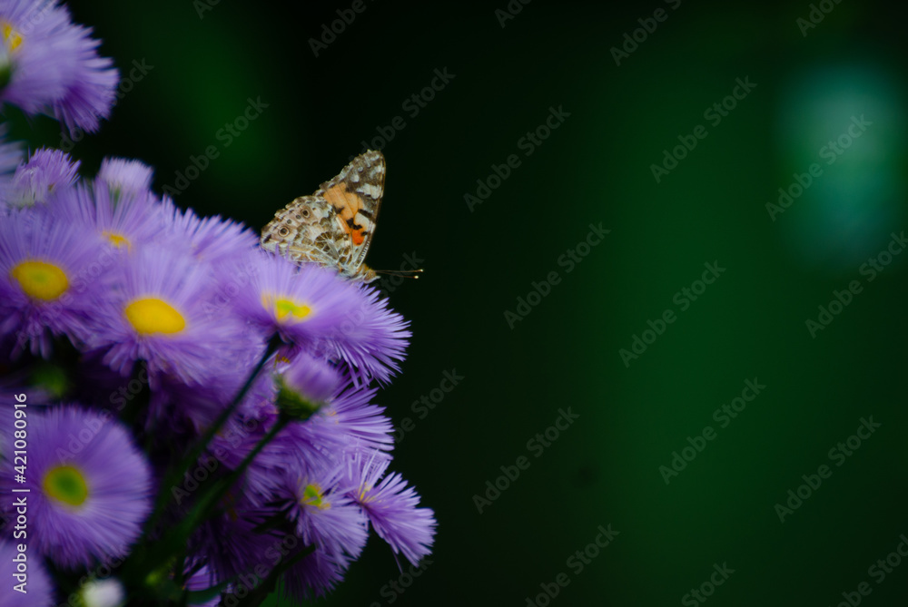 brown-orange butterfly close up sitting on purple flowers with a yellow center and on a dark green blurred background brown-orange butterfly close up sitting on purple flowers with a yellow center and on a dark green blurred background