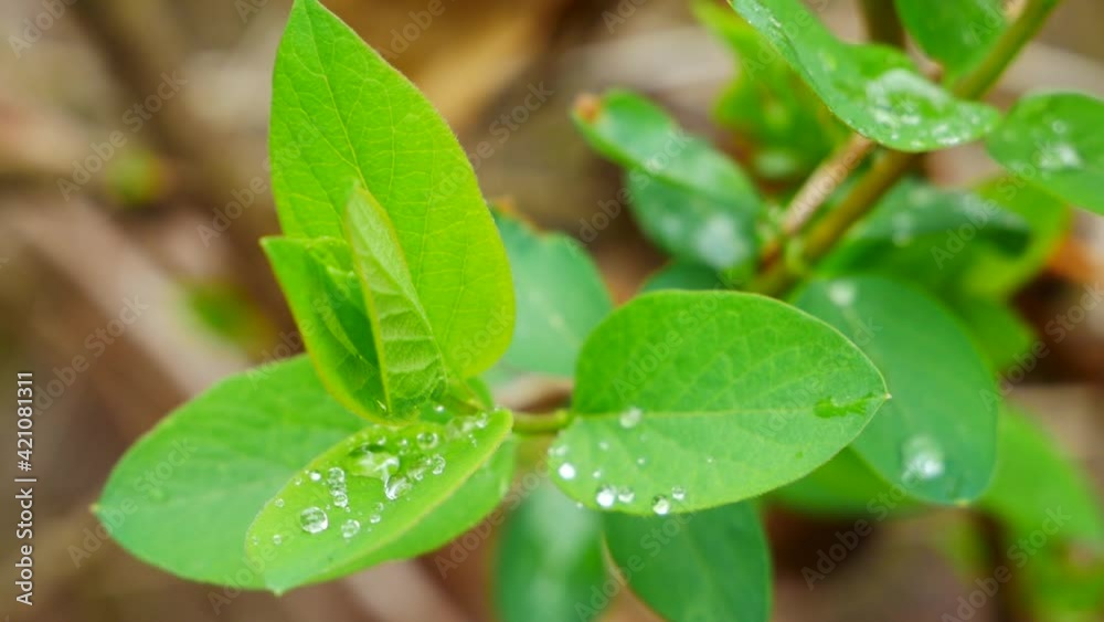 Close up of raindrops on young green leaves in the spring wind Close up of raindrops on young green leaves in the spring wind