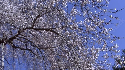 Camera jibs from blossom laden weeping cherry tree (Prunus pendula) to koi pond in Japanese garden. photo