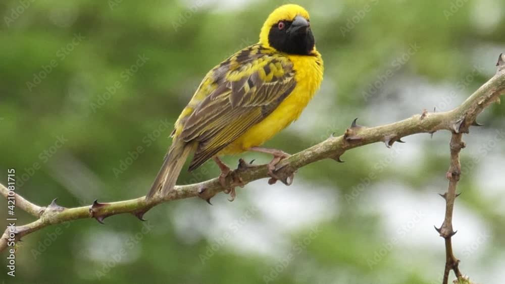 Angry bird yellow Masked Weaver prunes thorny tree branch in close up Angry bird yellow Masked Weaver prunes thorny tree branch in close up