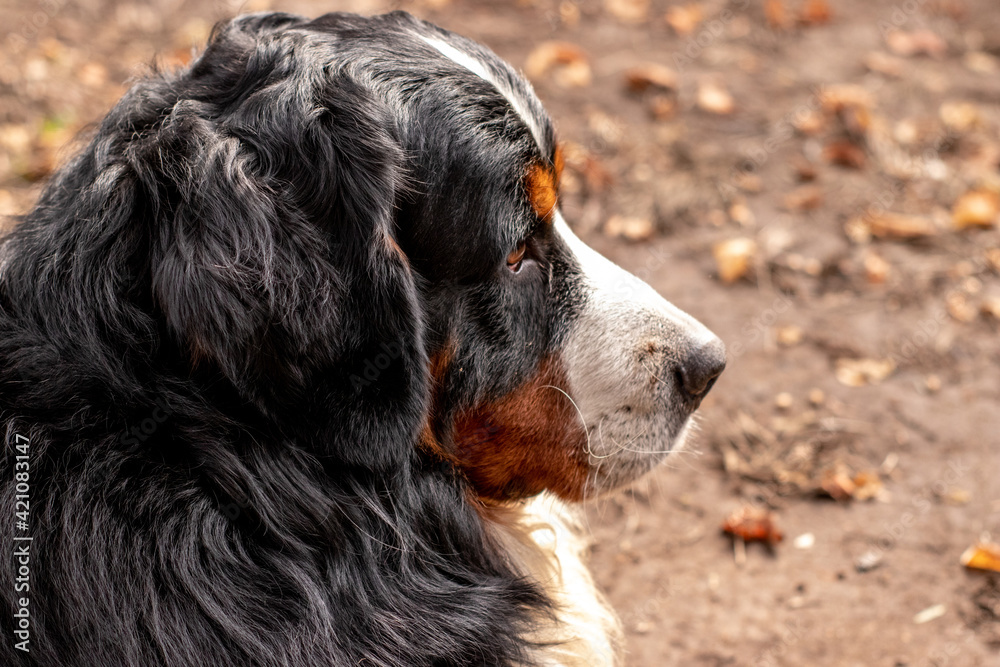 bernese mountain dog portrait