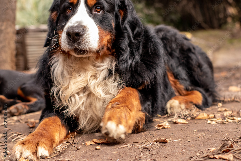 bernese mountain dog