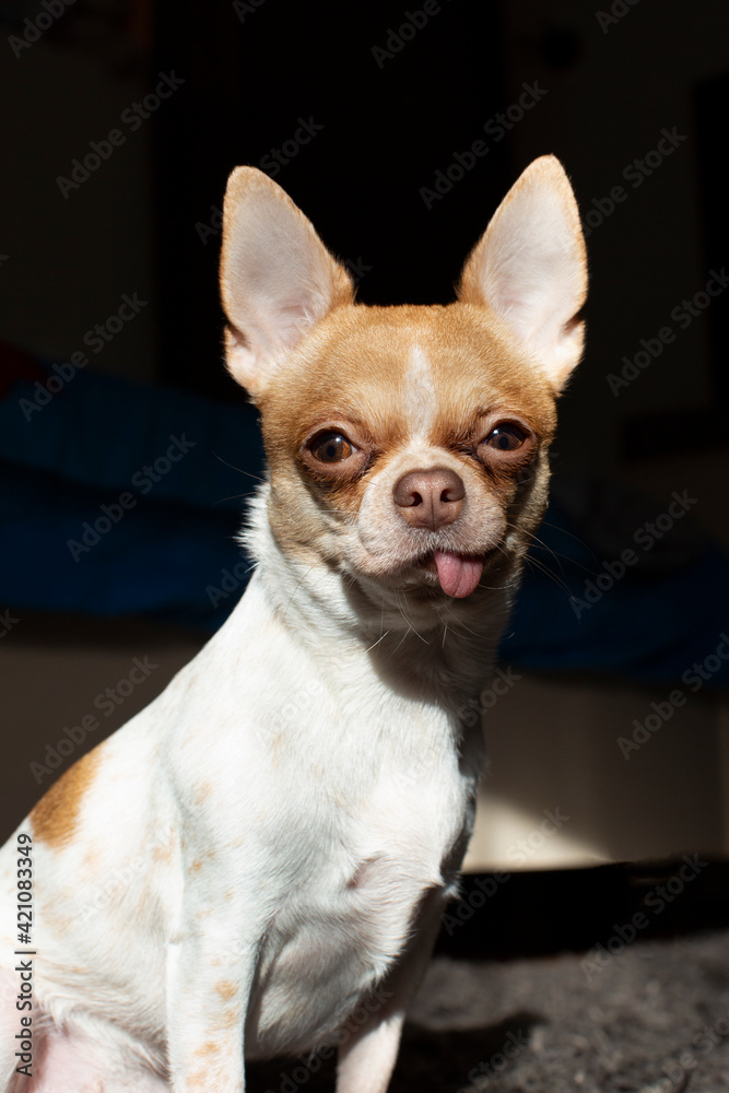 A Chihuahua dog sits on a carpet, basking in the sun. The dog stuck out his tongue. The dog is two years old. Female. A Chihuahua dog sits on a carpet, basking in the sun. The dog stuck out his tongue. The dog is two years old. Female.