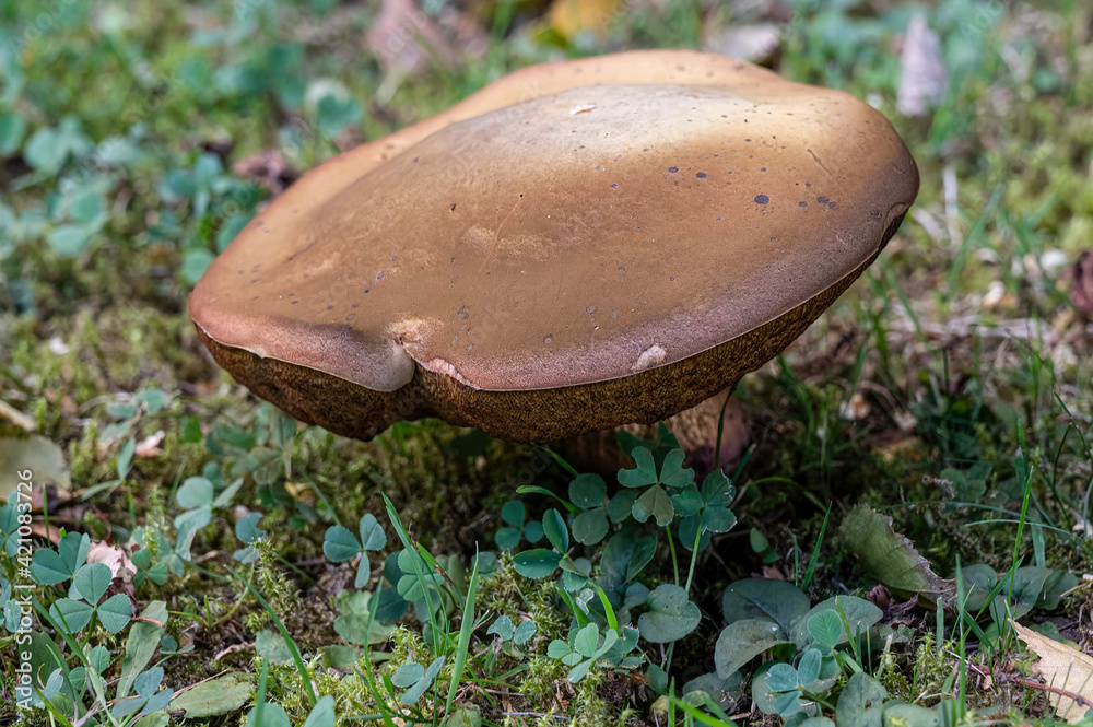 Pilze fungi im Wald Pilze fungi im Wald