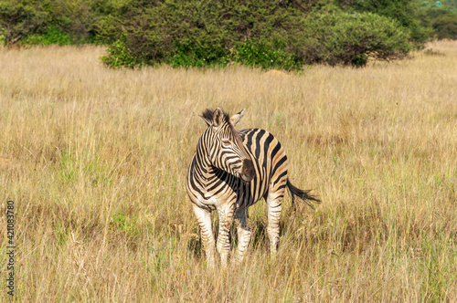 zebra in the grass