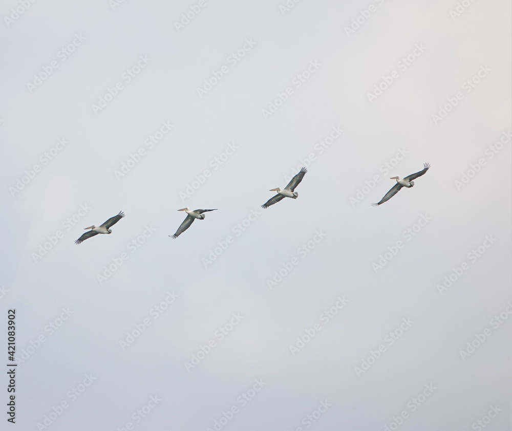 pelicans in flight