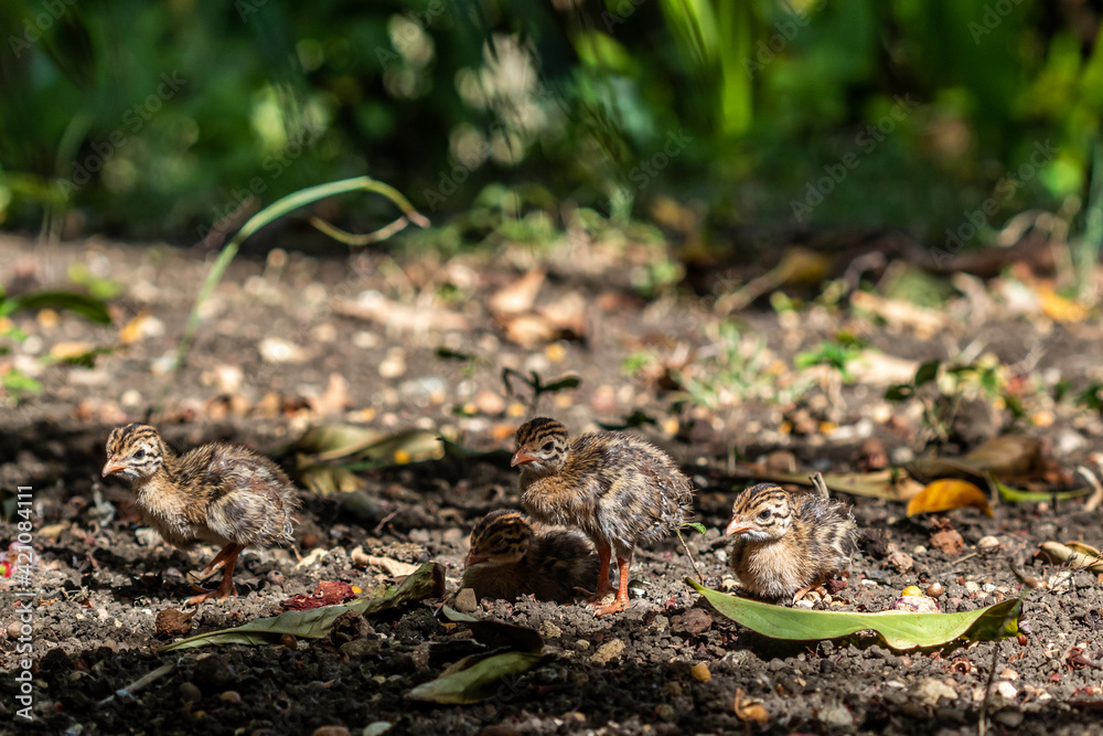 Guineafowl chicks resting in the shadow Guineafowl chicks resting in the shadow
