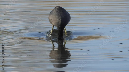 American Coot Bird Diving for Plant Snacks. Slow Motion. Arizona. photo