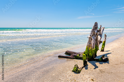 Fototapeta Sanibel Island, Florida, USA Bowman's beach with damaged hurricane dead tree tru