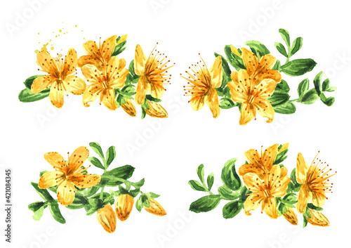 St. John’s wort or Hypericum perforatum plant set. Watercolor hand drawn illustration isolated on white background photo