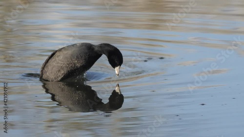 American Coot Bird Diving for Underwater Plant Snacks. Slow Motion. photo