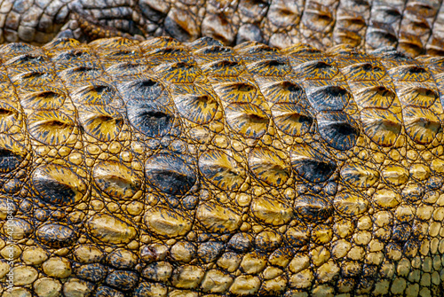 Fotografija crocodile skin