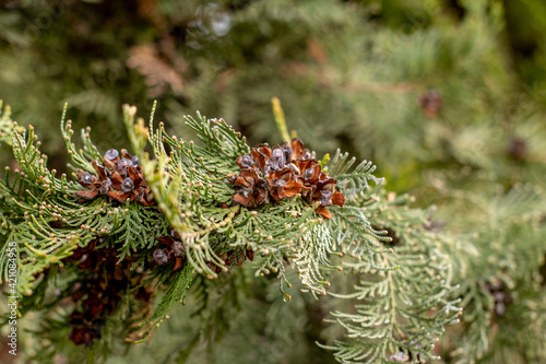 pine tree branches