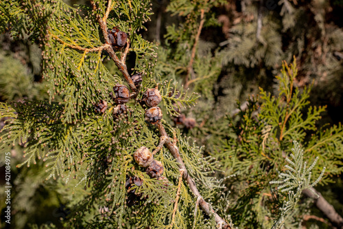 ne tree branches