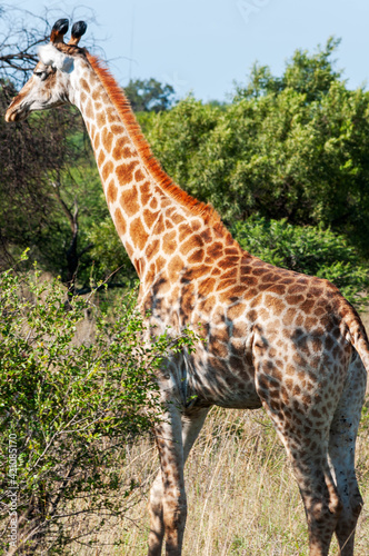 Photography giraffe in the wild
