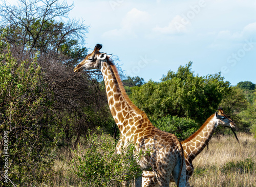 Canvas Print giraffe in the wild