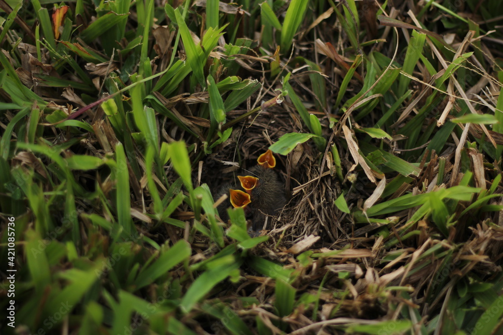 a bird's nest found in the middle of the grass a bird's nest found in the middle of the grass
