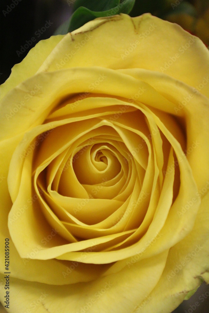 Fototapeta premium yellow rose closeup