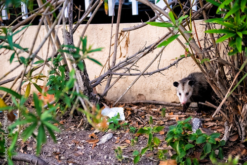 Sunny Isles Beach street sidewalk with one cute opossum rodent wild animal hiding behind tree in Miami, Florida photo