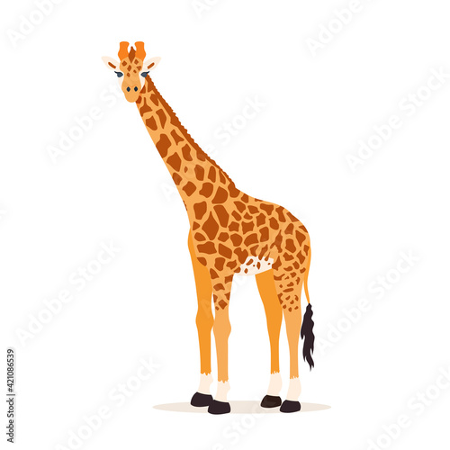 Giraffe illustration isolated on white background