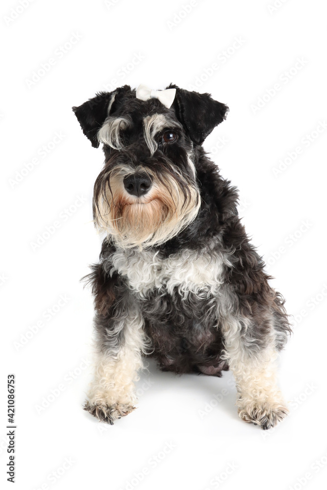 miniature schnauzer isolated on white 