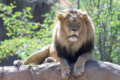 Lion basking in the sun at Utah s Hogle Zoo