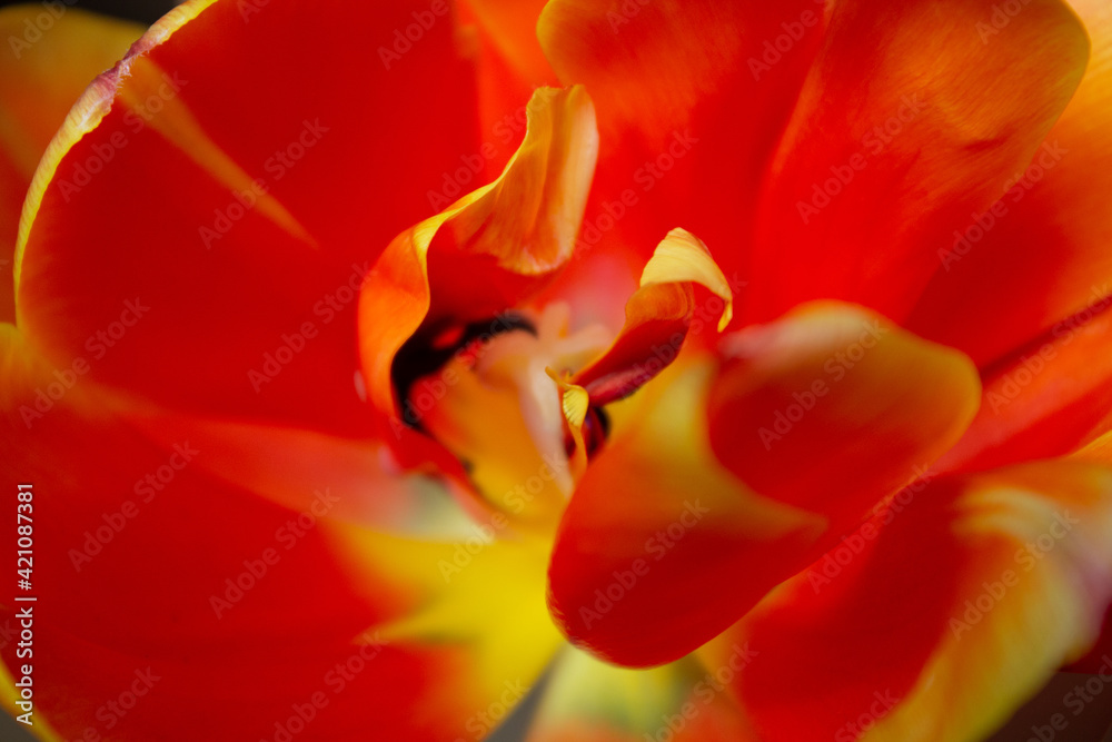 red and yellow tulip