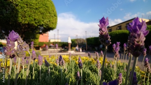 lavender flowers in San Juan del Rio, Queretaro, Mexico photo