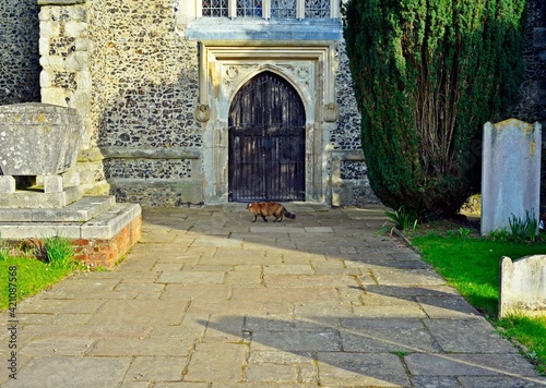 Cat photobombing the picture of a church door photo