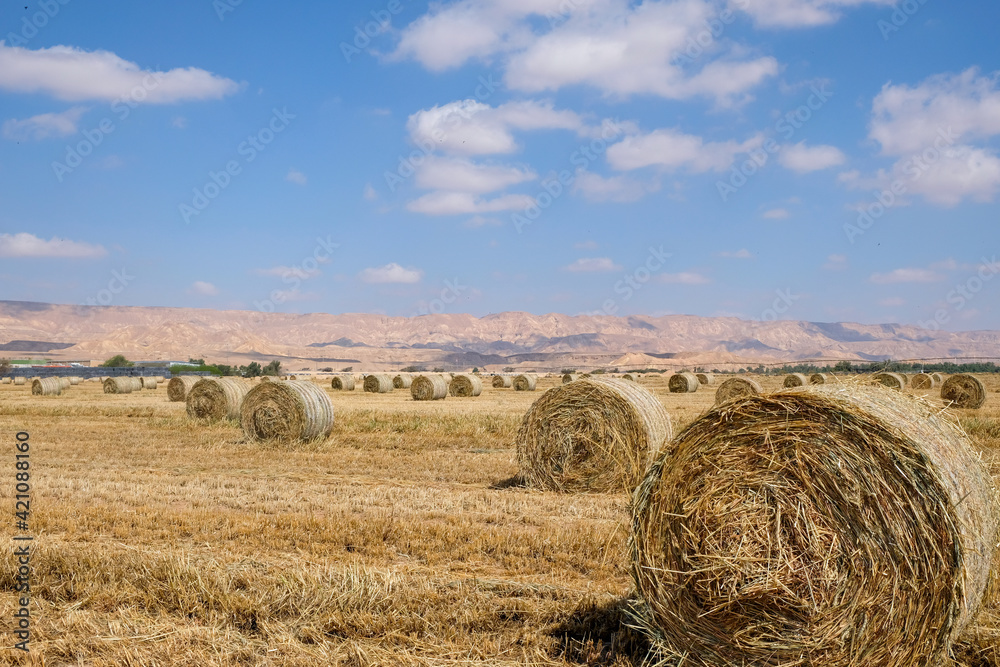 Hay bales with blue sky. Straw rolls on the field. Yellow wheat in the summer. Natural landscape in rural area. After harvesting. Nobody on the farm.
