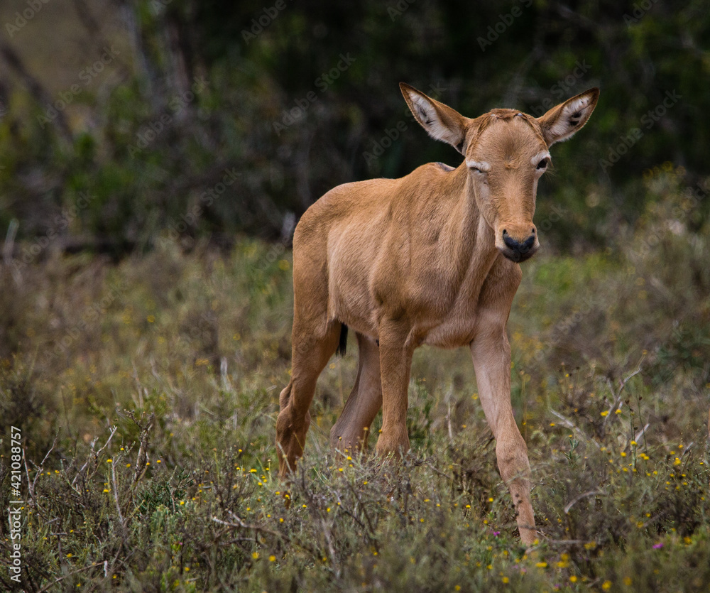 Red Hartebeest (Alcelaphus buselaphus caama) or (A.caama) juvenile young baby antelope portrait with one eye shut as if winking Red Hartebeest (Alcelaphus buselaphus caama) or (A.caama) juvenile young baby antelope portrait with one eye shut as if winking
