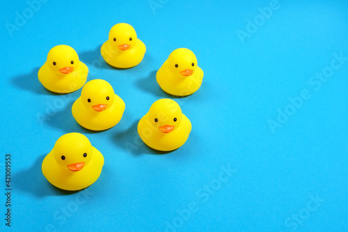 yellow rubber ducks on a blue background close-up. copy space