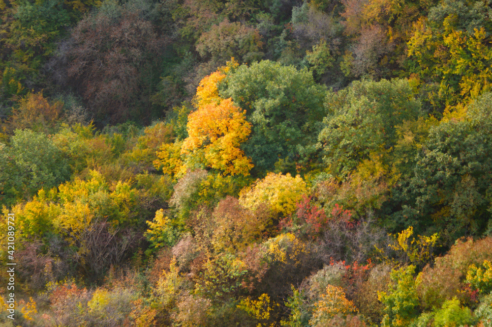 autumn forest, fall colors. trees with red and yellow leaves in the mountains of the Caucasus. autumn forest near Tbilisi