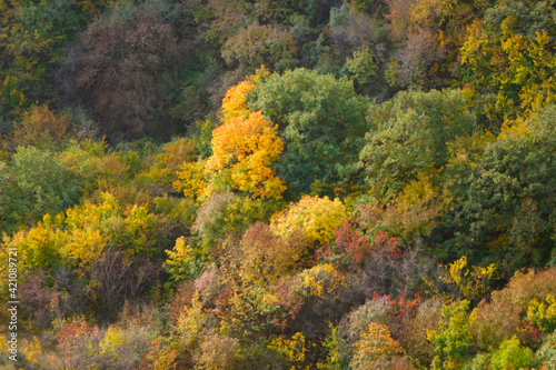 autumn forest, fall colors. trees with red and yellow leaves in the mountains of the Caucasus. autumn forest near Tbilisi