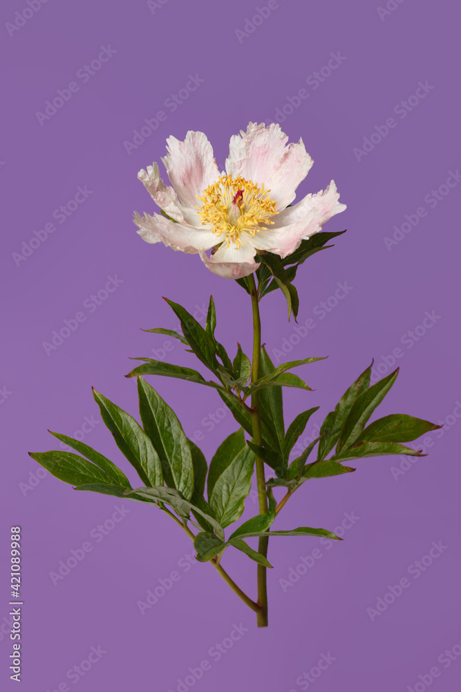Delicate pink peony flower with a yellow center of a simple shape isolated on a purple background.
