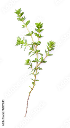 Thyme twig on white background