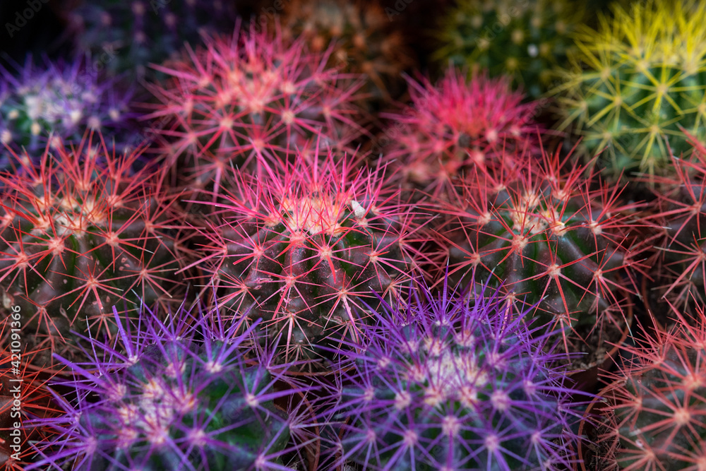 Fototapeta premium Echinocactus Gruson Echinocactus grusonii. Close-up. colorful cacti