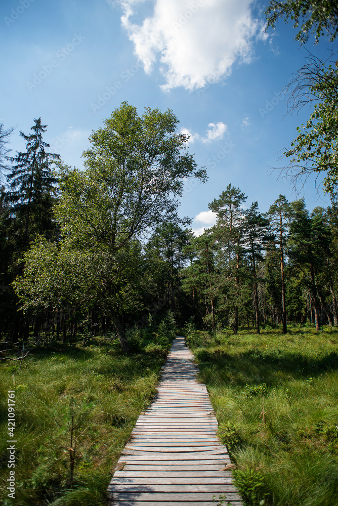 A wooden path goes into the distance through the forest. Clear sky