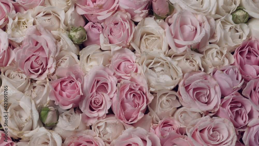 Thriving of full bloom flowerscape, floral visual of live flowers, roses background. Rotate Thriving of full bloom flowerscape, floral visual of live flowers, roses background. Rotate