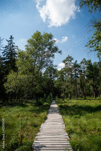 A wooden path goes into the distance through the forest. Clear sky © Yevheniia